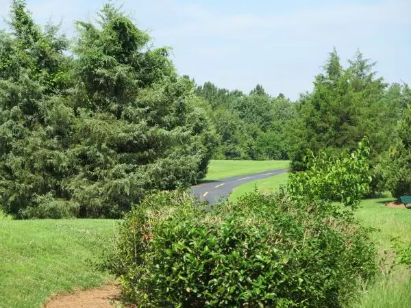 The bike path and chubby trees.