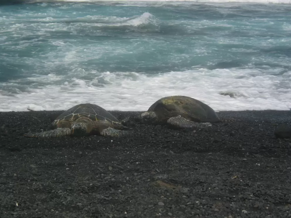 Turtles at Punalu'u Black Sand beach.