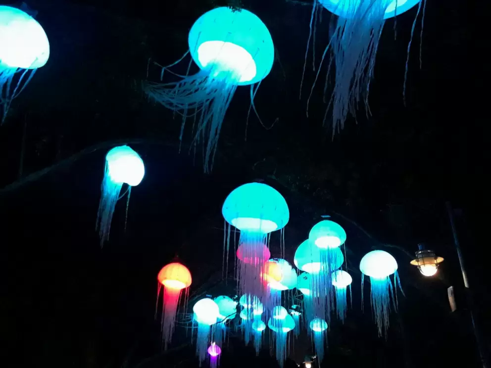 The amazing jellyfish hanging from trees, during Electric Ocean, a summertime event.