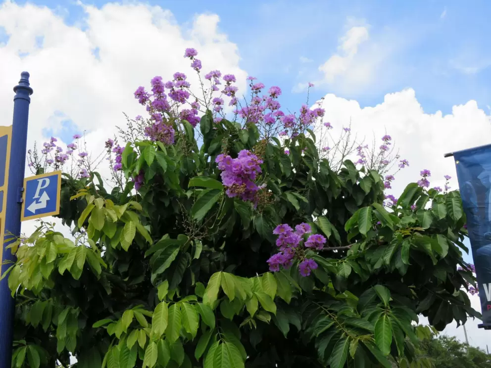 Purple flowers in summer.