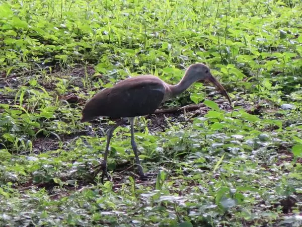 I love this bird!