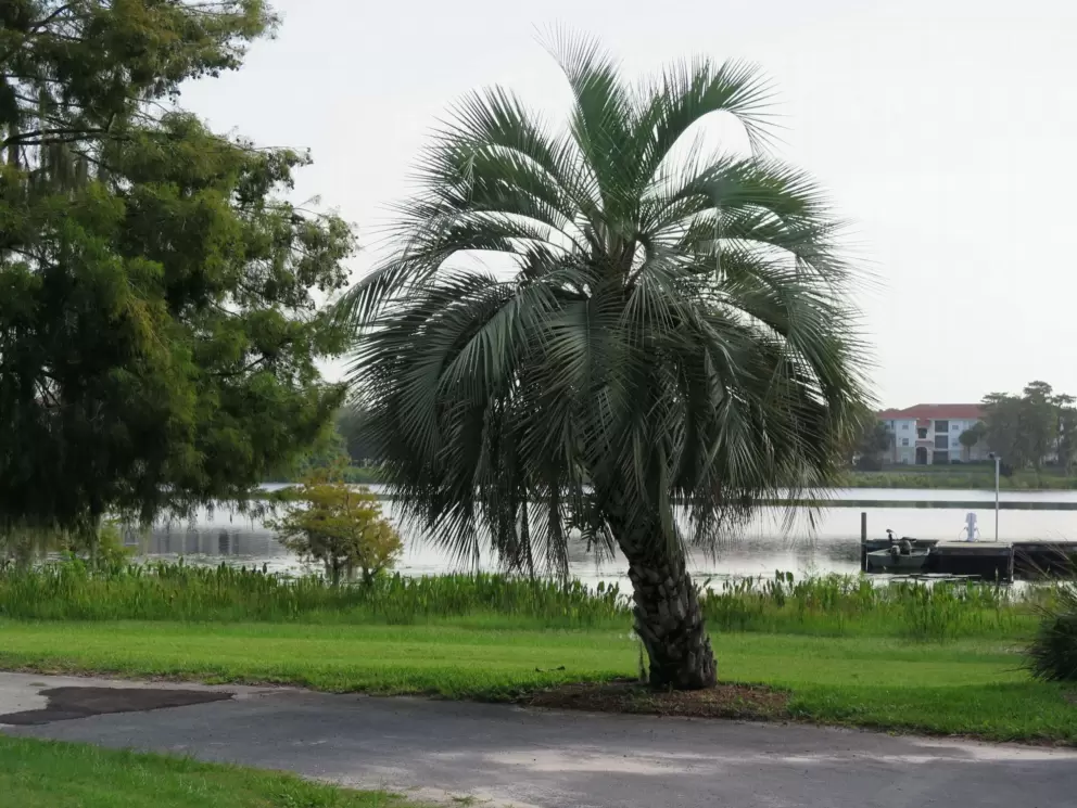 Palm tree!
