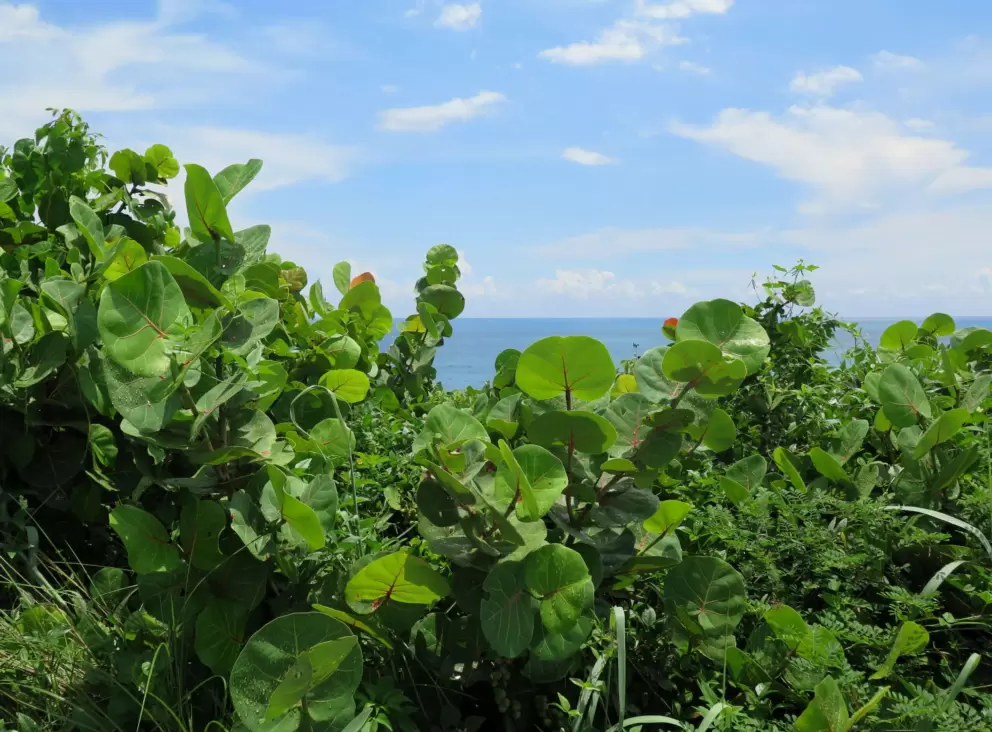 Looking at a peek of blue, through the sea grape trees.