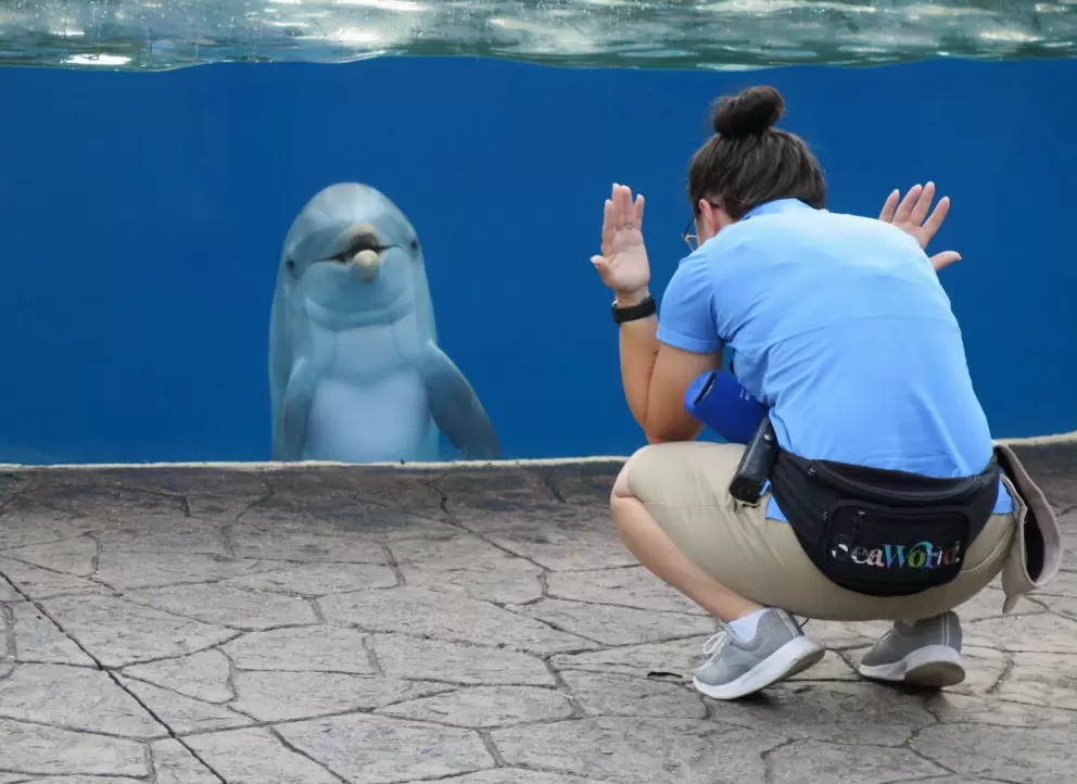 Playing in the morning at the baby dolphin nursery.