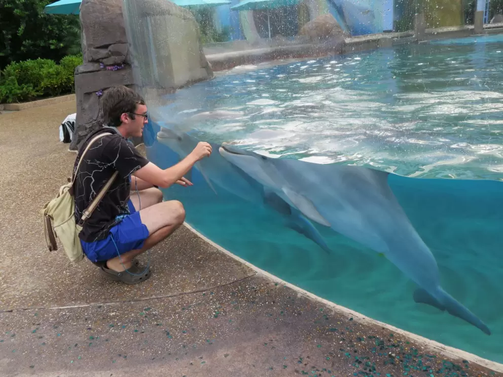 Baby dolphins love this young man who visits often.