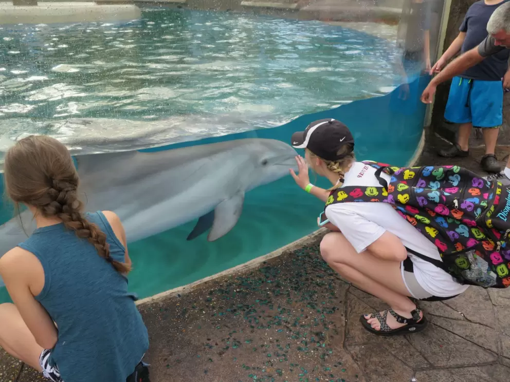 Greeting the baby dolphins in the morning.