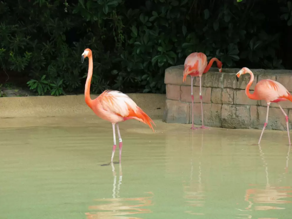 Flamingo near the entrance.