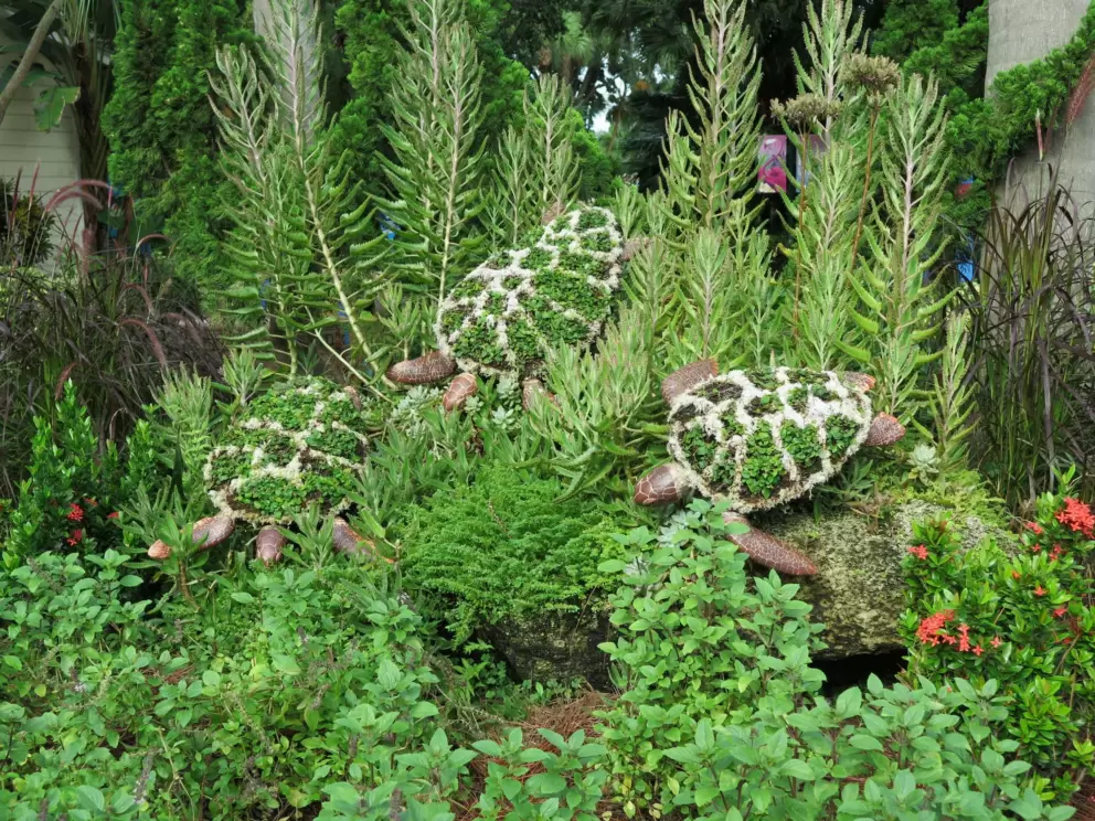 Turtle topiary.