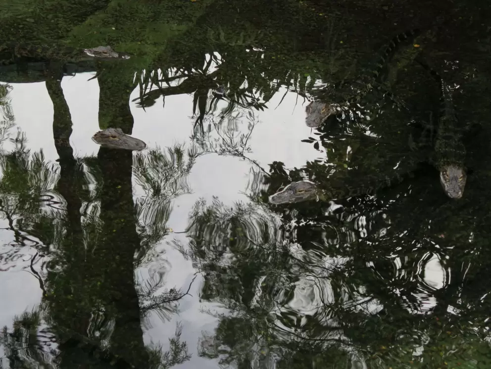 Baby alligators!