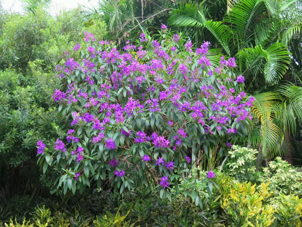 Purple flowers and palms.