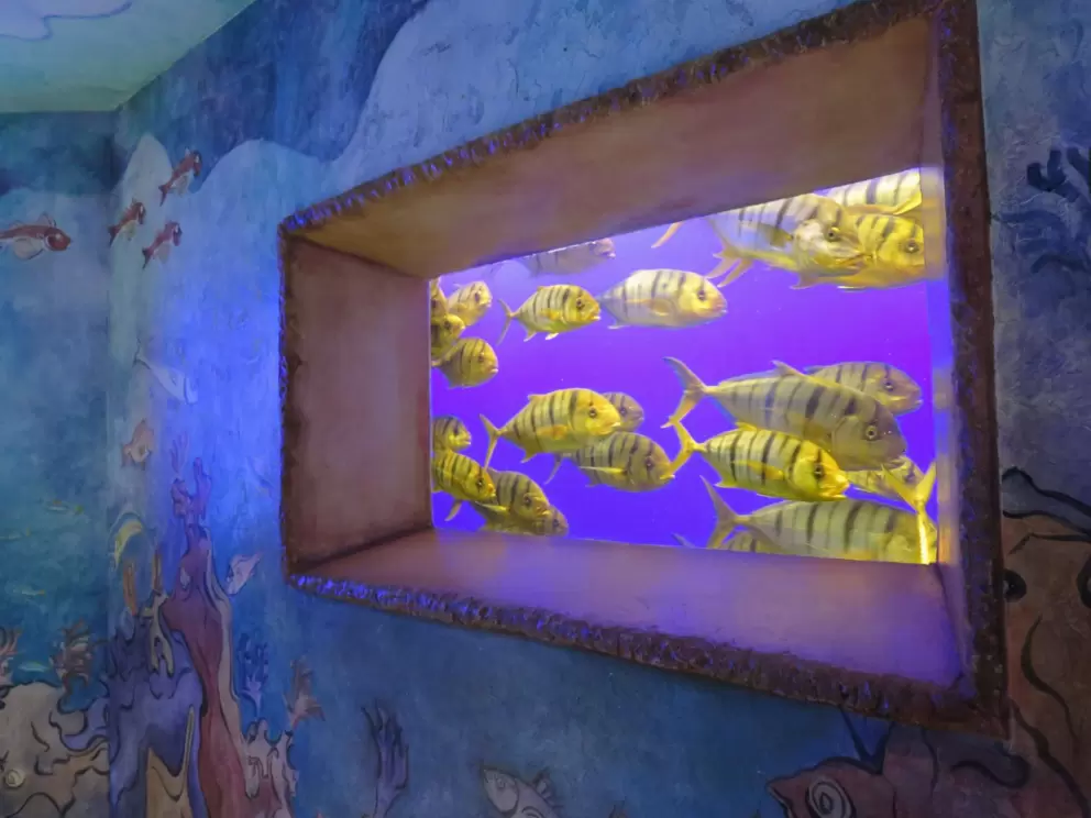 Golden Trevalli in the aquarium where Journey to Atlantis comes out.