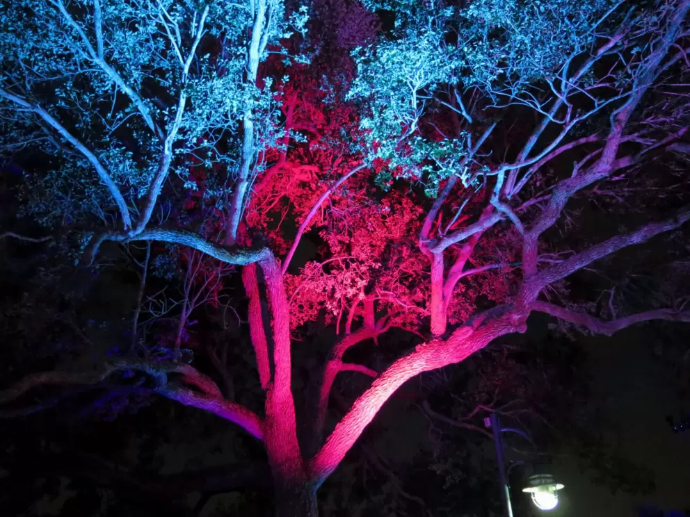 Tree lit up at night.