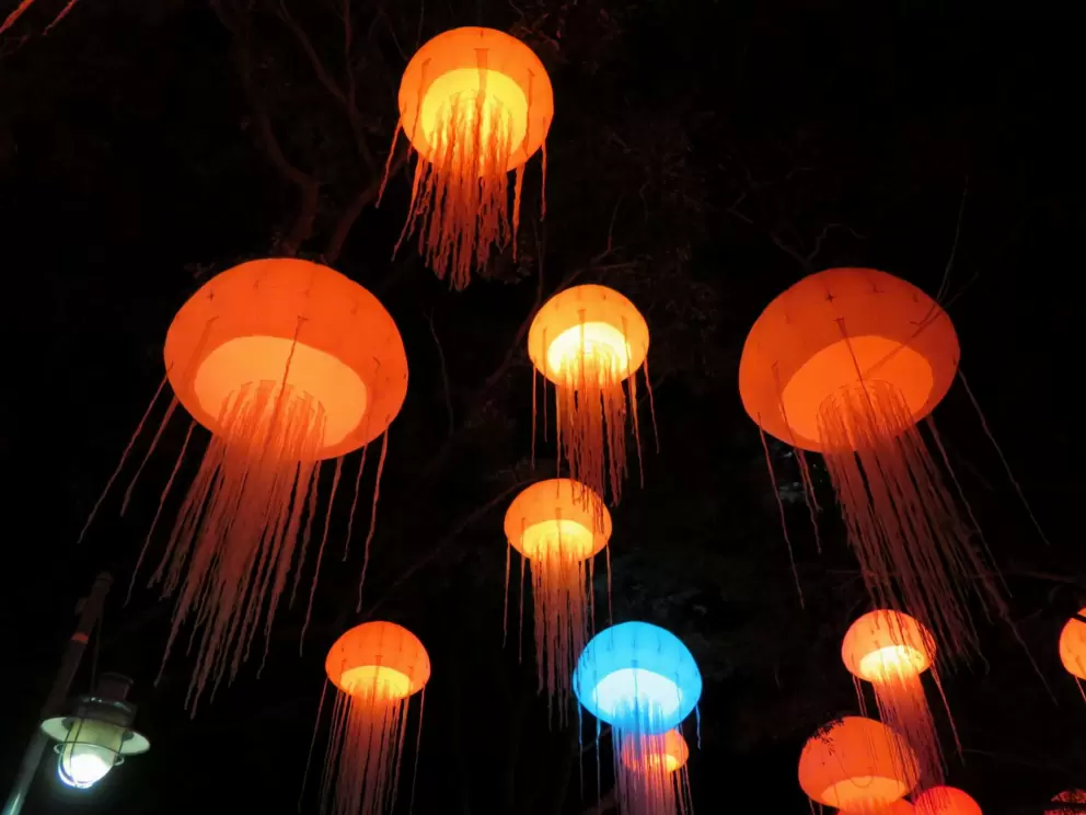 Jellies above, hanging from the trees.