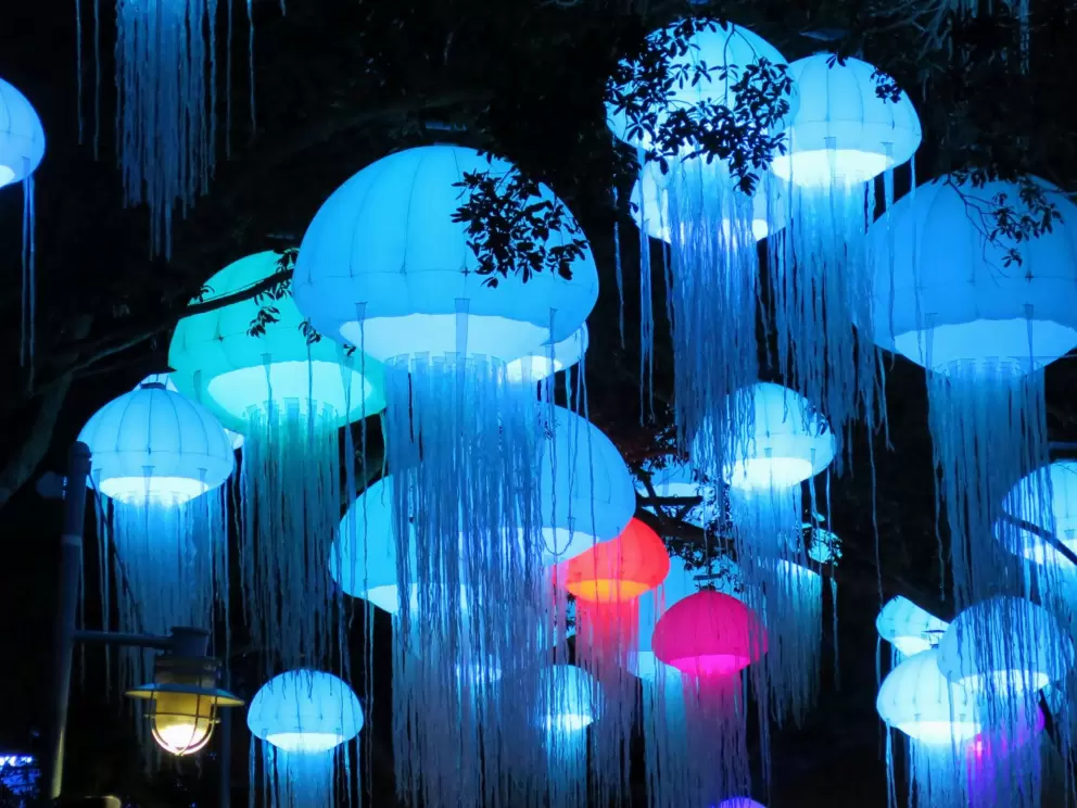 Jellies hanging above you.