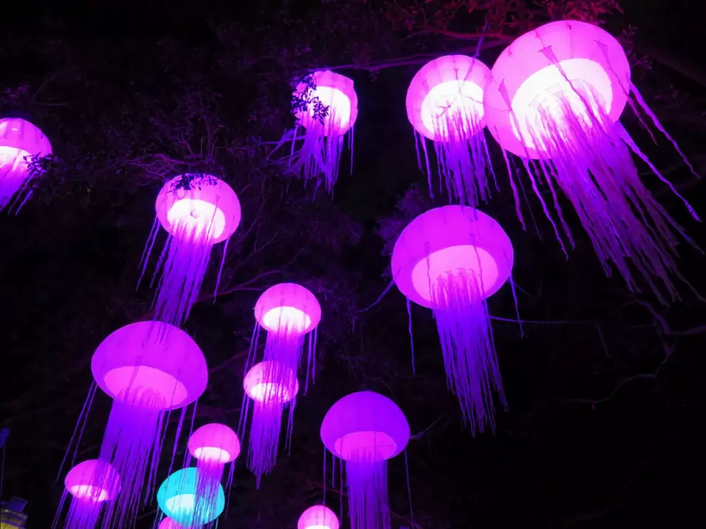 Jellies, moving in the breeze.