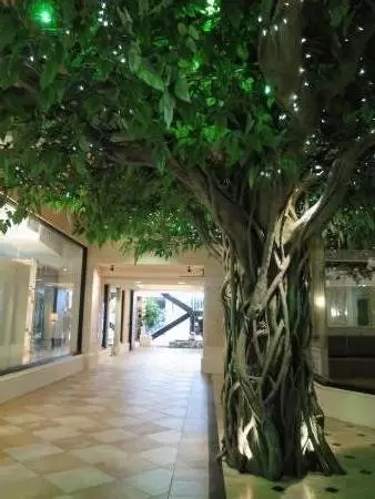 Indoor tree, at Le Macaron.