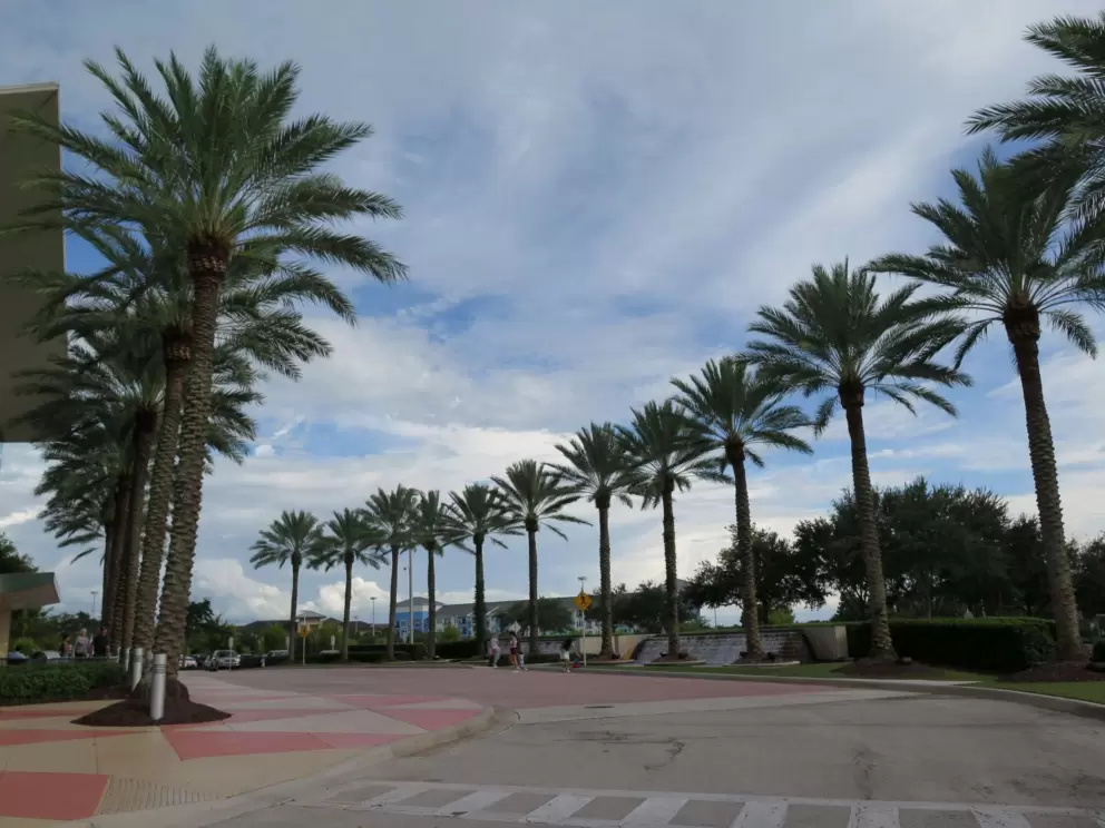 Row of palms in the parking lot.