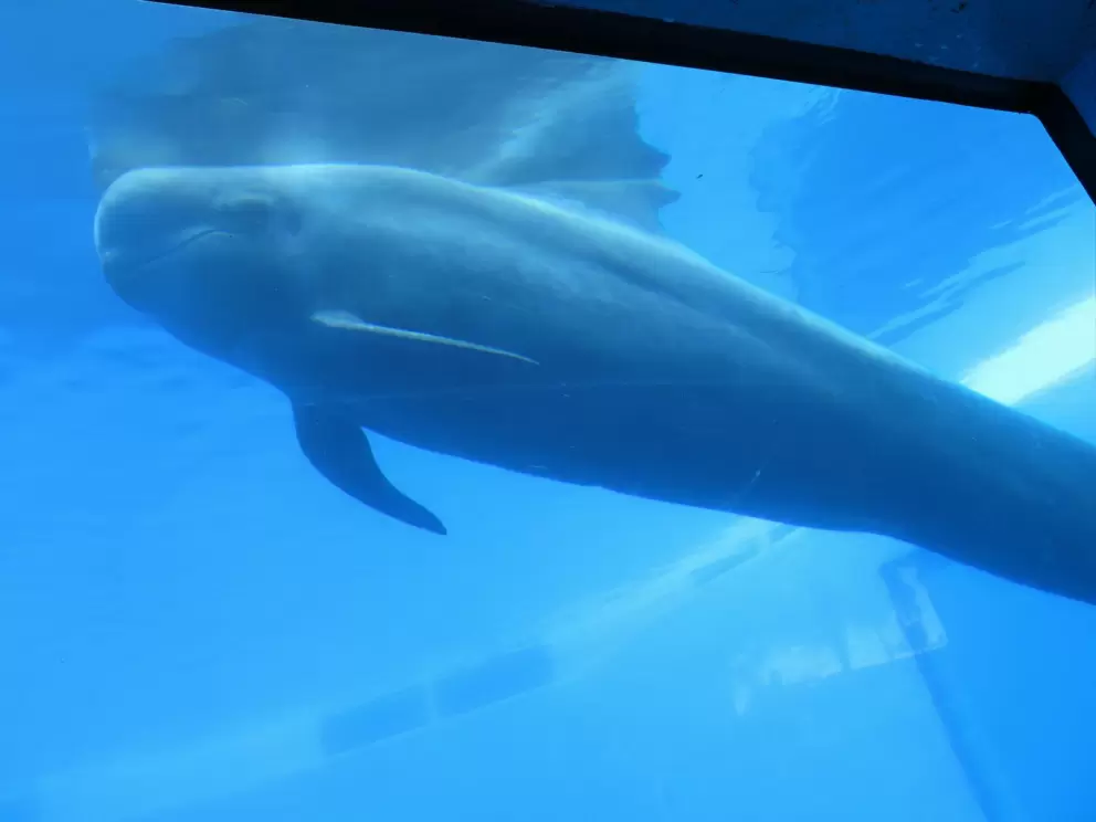 Beautiful pilot whale came to look at us when we jumped up and down.