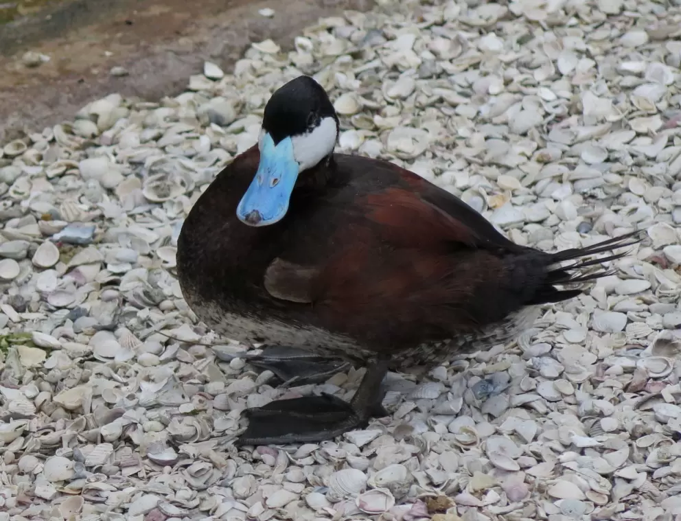 Duck with blue bill. What a beauty!