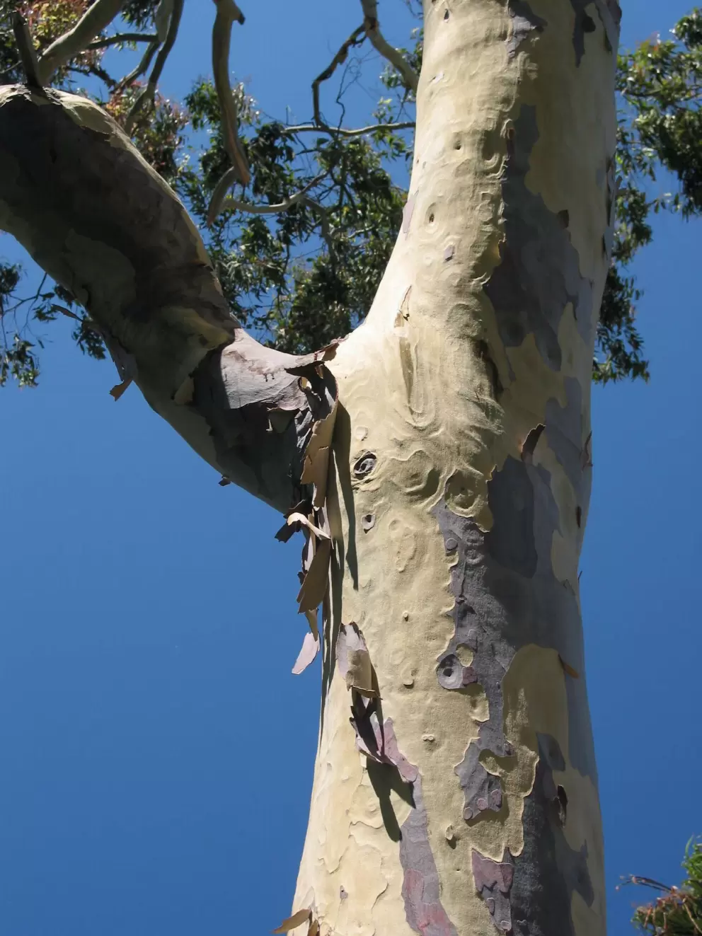Eucalyptus tree at the southern end of Bubbling Springs Park. 