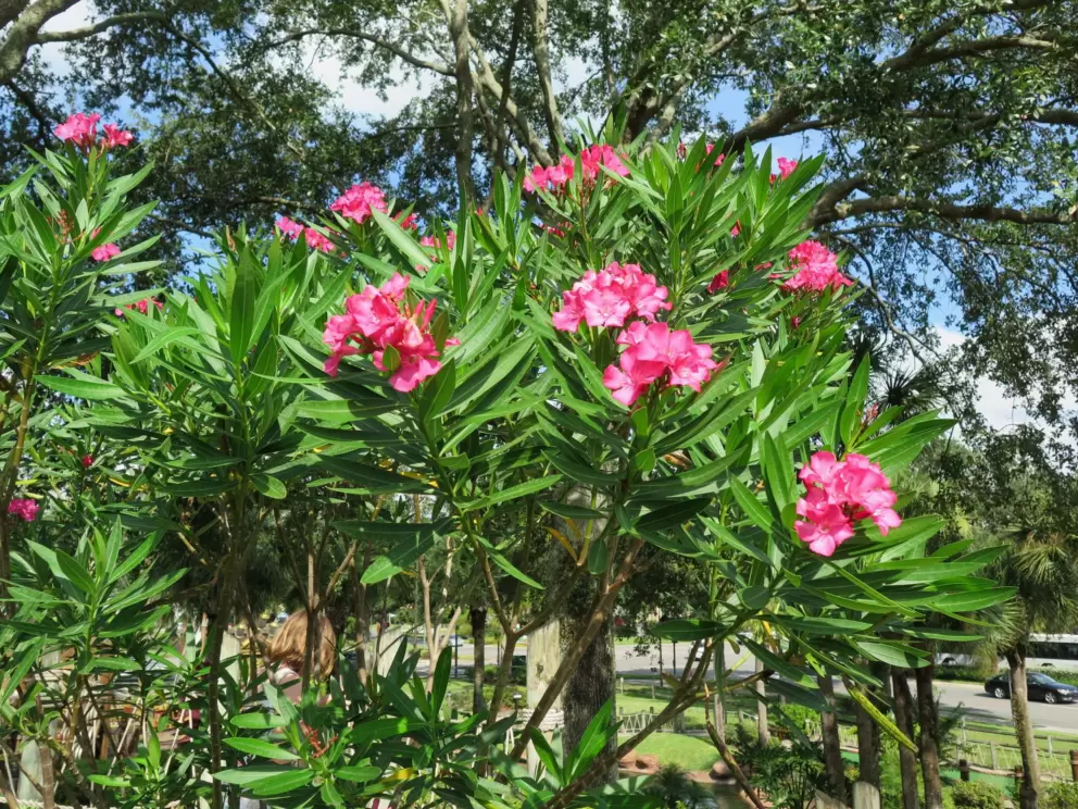 Flowers.