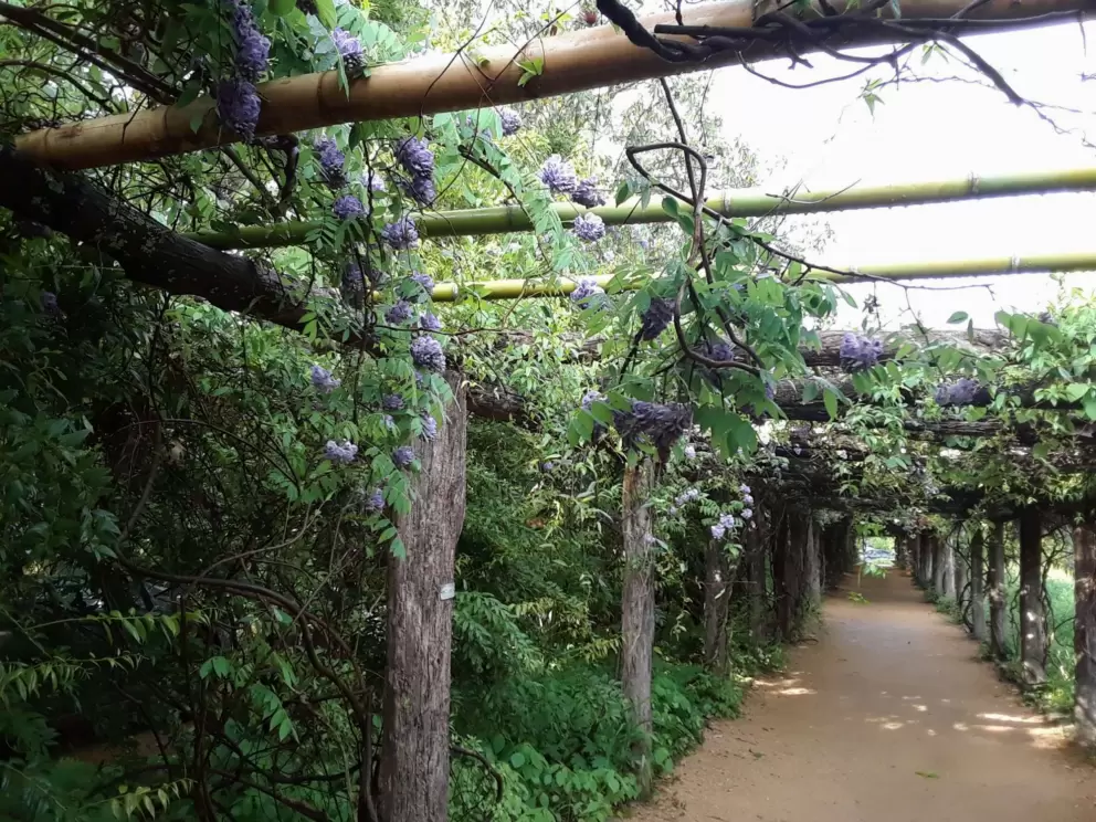 Purple wisteria flowers hanging from the arbor.