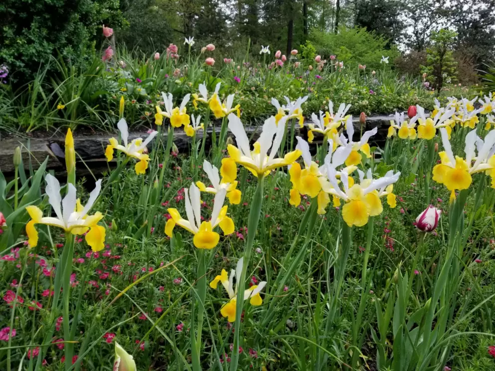 Lovely flowers in April.