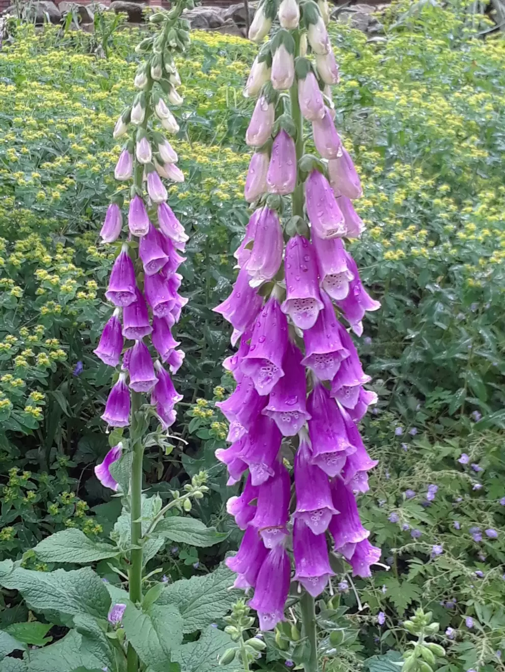 Foxgloves, in early May.