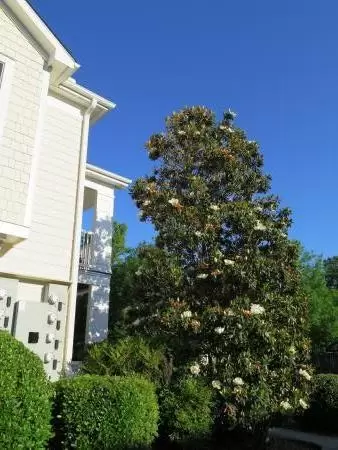 Magnolia tree in bloom in May.