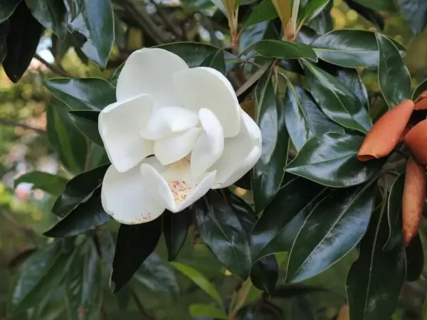 Magnolia blossom!