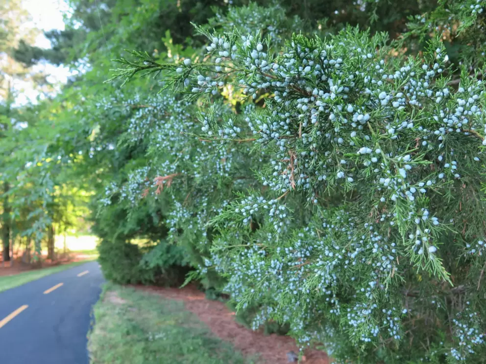 Little berries, in May.