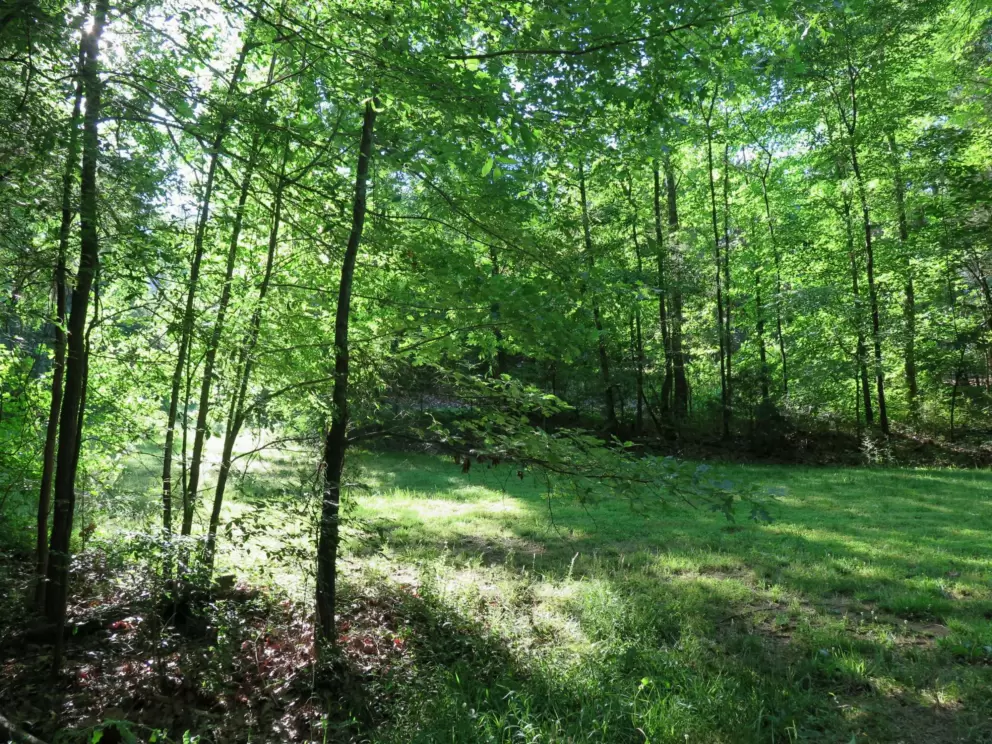 Light shining through the trees.