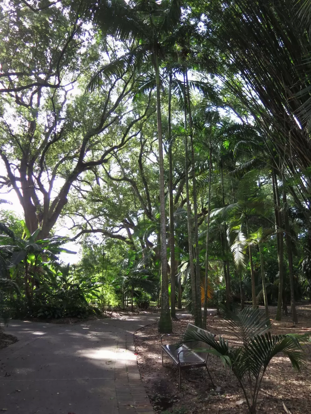 Amazing tropical trees.