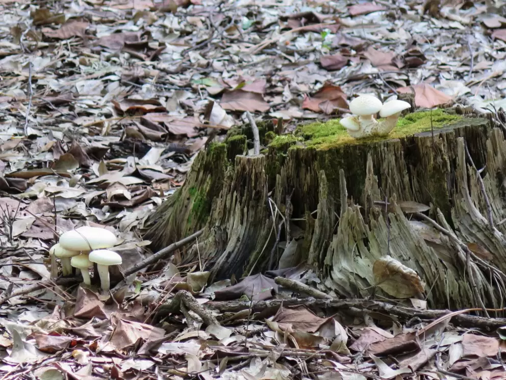 Mushrooms and moss.