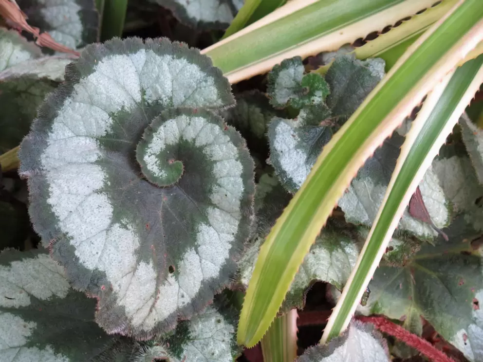 I love this swirly heart-shaped leaf.