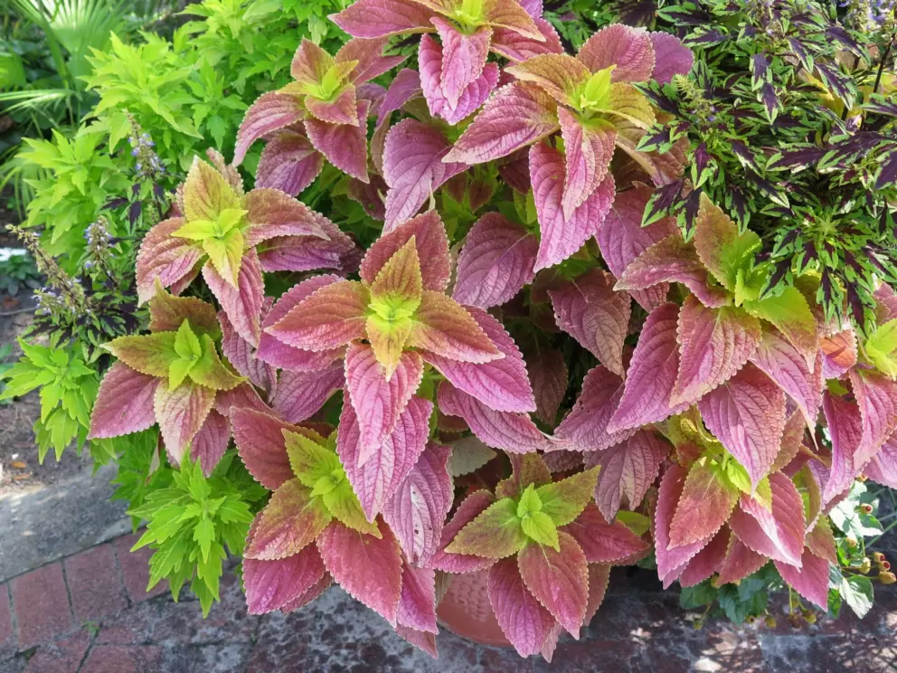 What a gorgeous plant!