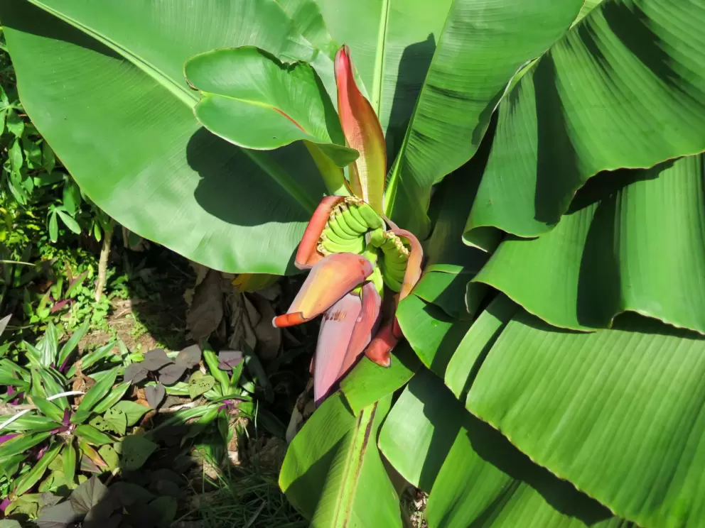 Banana tree with fruit.