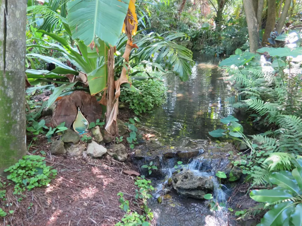 Stream in the tropical area.