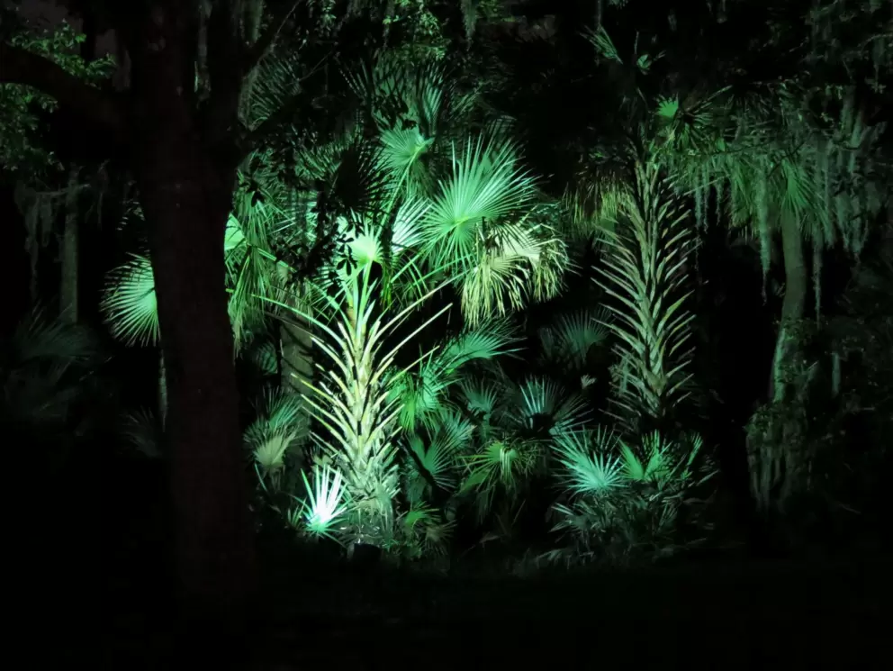 Forest lit up along the lakeside walk.
