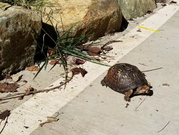 Tortoise on the Tanyard Branch Trail, that leaves from Umstead Park.
