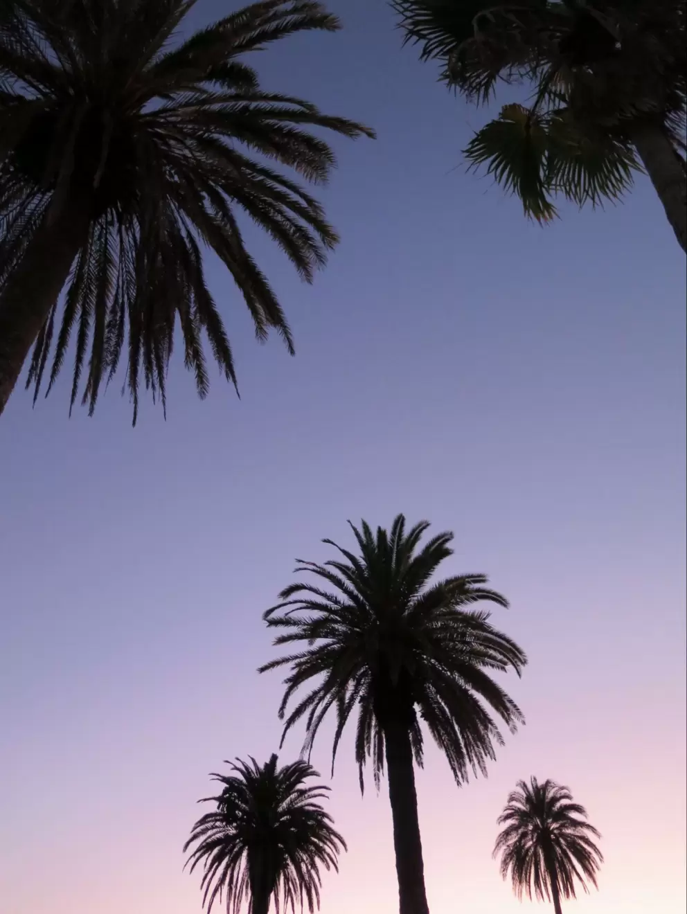 Looking up at canary palms on Edgewater Drive at sunrise.