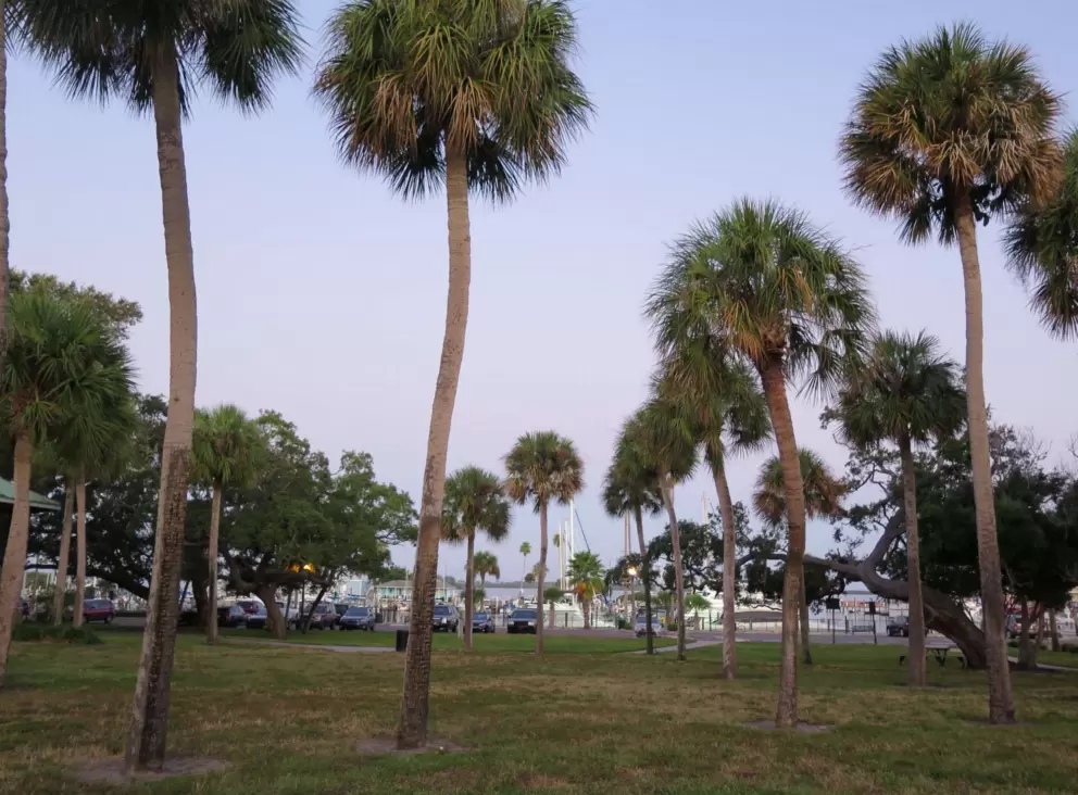 Palms at Edgewater Park.