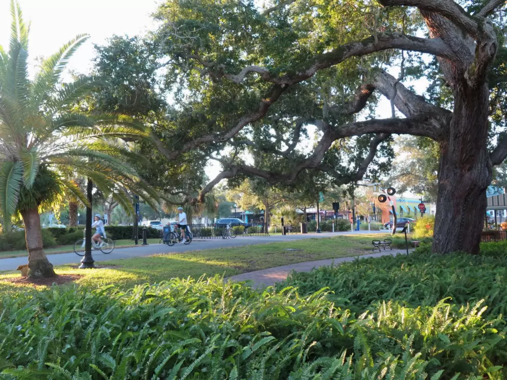 The bike path and a huge old tree.