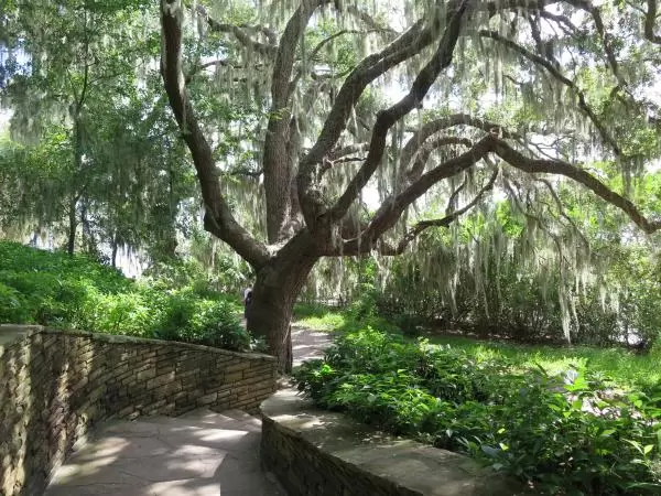 Beautiful Spanish moss.