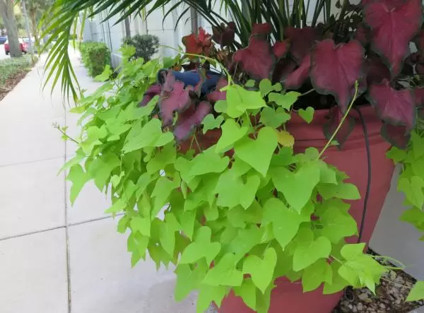 Beautiful heart-shaped leaves in a pot on Meeting Pl. 