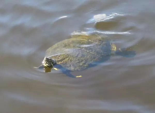 Turtle in the water.