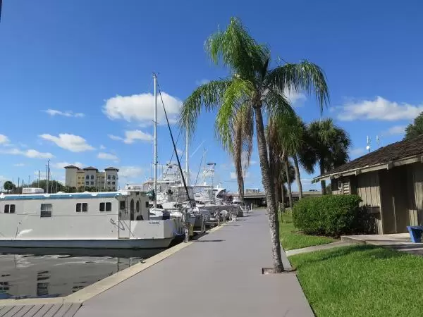 Palm tree along the marina's walking path.