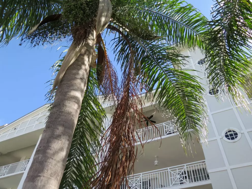 Palm tree and condo building.
