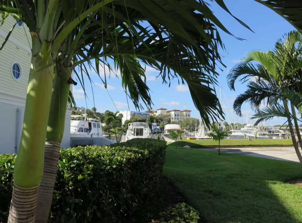 Greenest palms.
