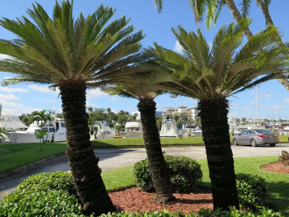Cute stout palms.